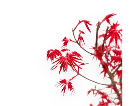Acer Palmatum Deshojo - Arce - 54 cm