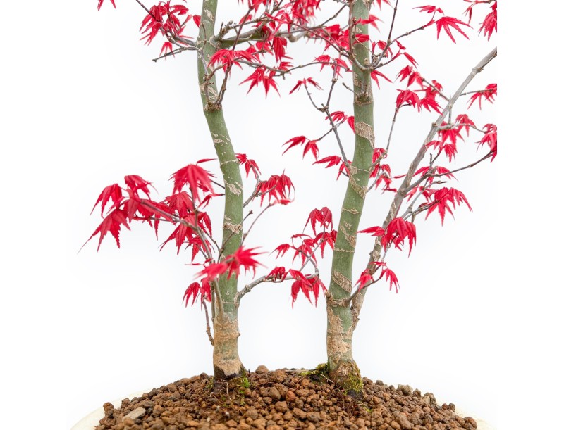 Acer Palmatum Deshojo - Ahorne - 54 cm