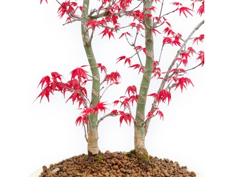 Acer Palmatum Deshojo - Ahorne - 54 cm