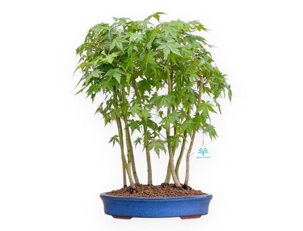 Acer Palmatum - Érable - 50 cm