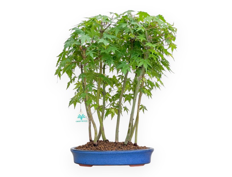 Acer Palmatum - Arce - 50 cm