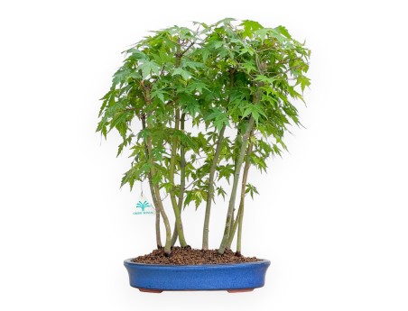 Acer Palmatum - Acero - 50 cm