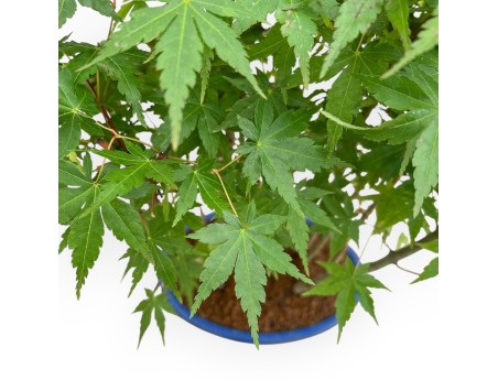 Acer Palmatum - Acero - 50 cm