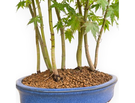 Acer Palmatum - Érable - 50 cm