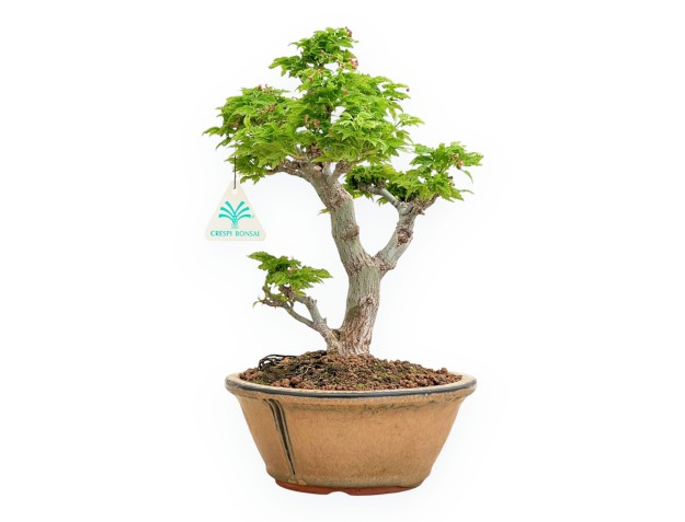 Acer Palmatum Shishigashira - Arce - 32 cm