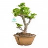 Acer Palmatum Shishigashira - Acero - 32 cm