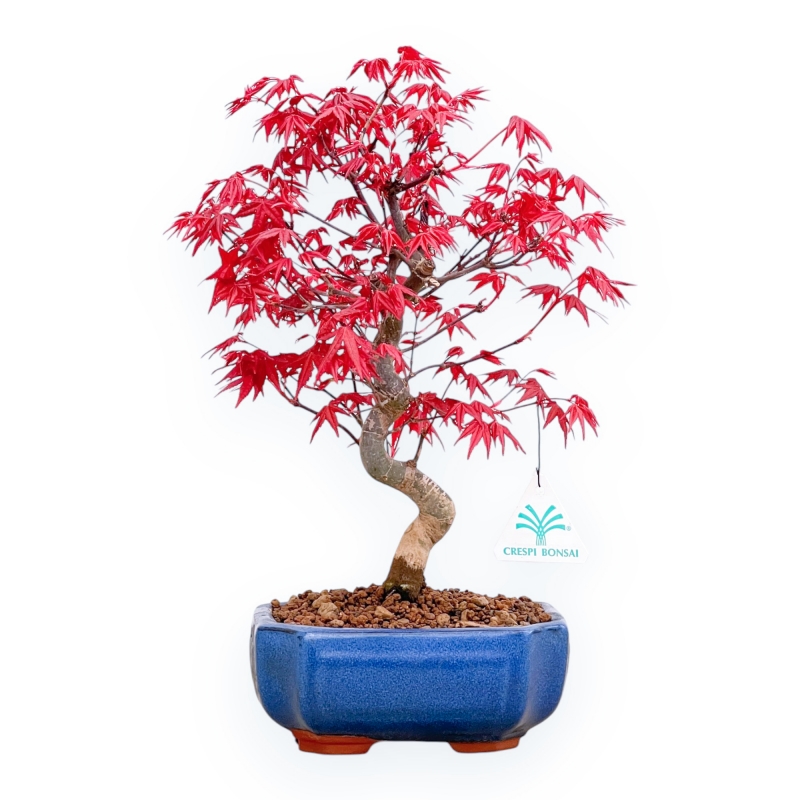Acer Palmatum Deshojo - Acero - 34 cm