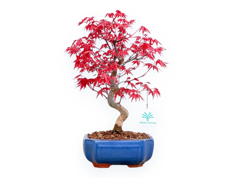 Acer Palmatum Deshojo - Arce - 34 cm