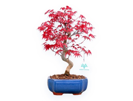 Acer Palmatum Deshojo - Érable - 34 cm