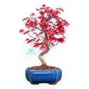 Acer Palmatum Deshojo - Acero - 34 cm
