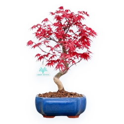 Acer Palmatum Deshojo - Maple - 34 cm