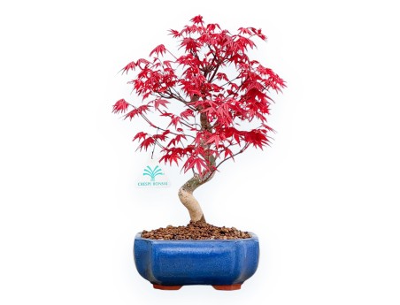 Acer Palmatum Deshojo - Maple - 34 cm