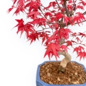 Acer Palmatum Deshojo - Acero - 34 cm