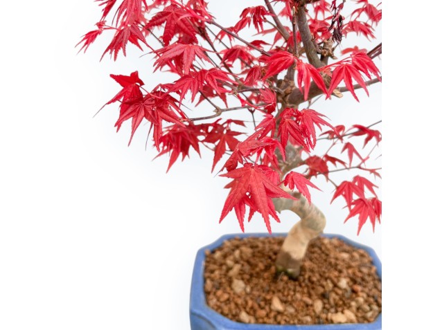 Acer Palmatum Deshojo - Érable - 34 cm 2