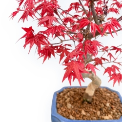 Acer Palmatum Deshojo - Maple - 34 cm