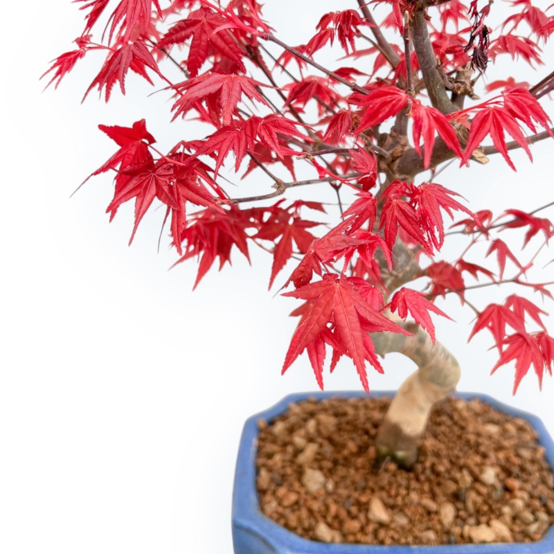 Acer Palmatum Deshojo - Acero - 34 cm