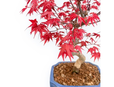 Acer Palmatum Deshojo - Maple - 34 cm