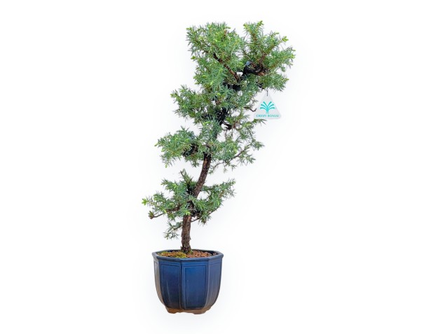 Juniperus Rigida - Enebro - 49 cm