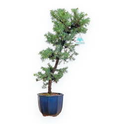 Juniperus Rigida - Wacholder - 49 cm