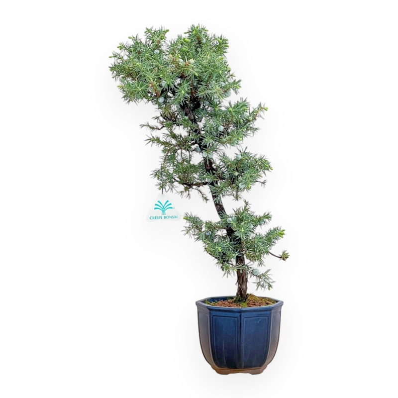 Juniperus Rigida - Wacholder - 49 cm