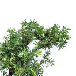 Juniperus Rigida - Wacholder - 49 cm