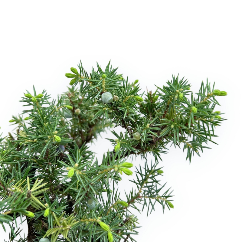 Juniperus Rigida - Wacholder - 49 cm