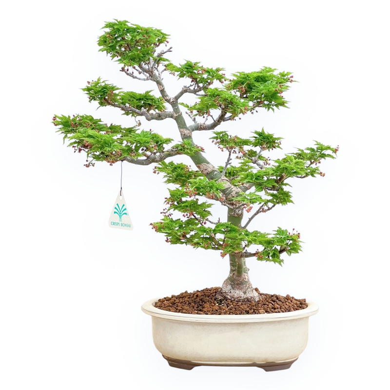 Acer Palmatum Shishigashira - Acero - 40 cm