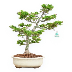 Acer Palmatum Shishigashira - Acero - 40 cm