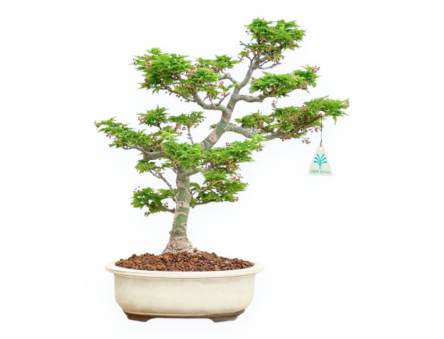 Acer Palmatum Shishigashira - Érable - 40 cm