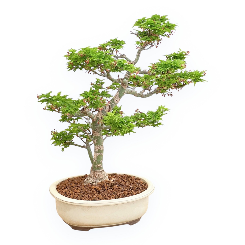 Acer Palmatum Shishigashira - Acero - 40 cm
