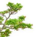 Acer Palmatum Shishigashira - Acero - 40 cm