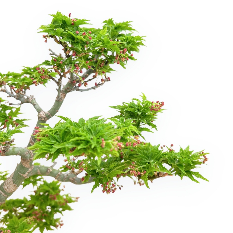 Acer Palmatum Shishigashira - Acero - 40 cm