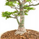 Acer Palmatum Shishigashira - Acero - 40 cm