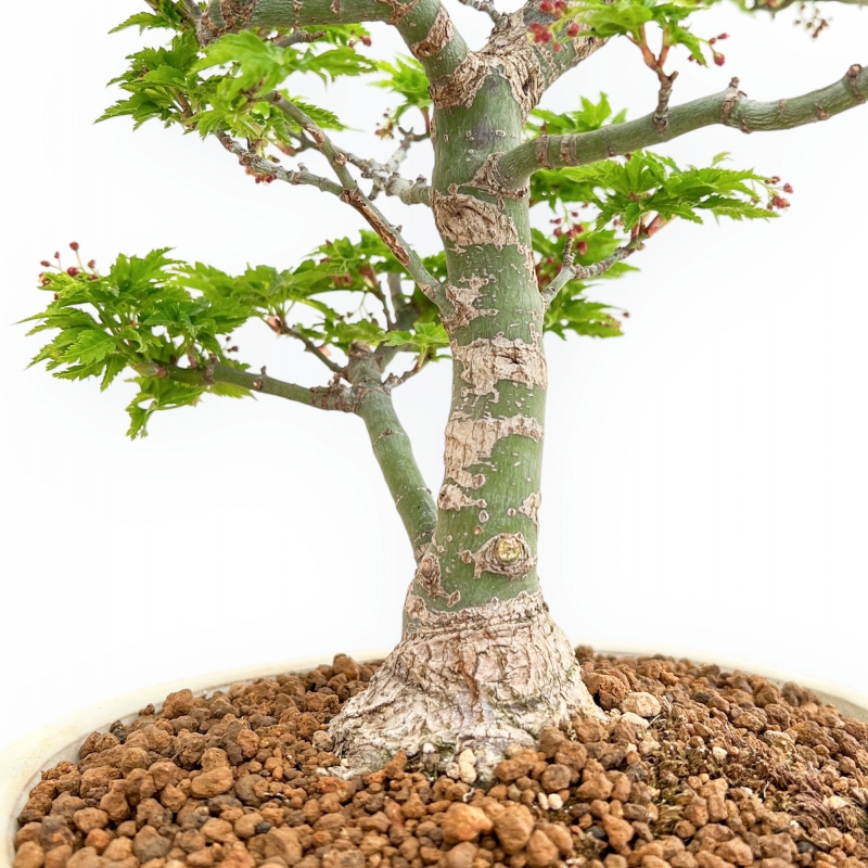 Acer Palmatum Shishigashira - Acero - 40 cm