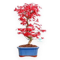 Acer Palmatum Deshojo - Acero - 40 cm