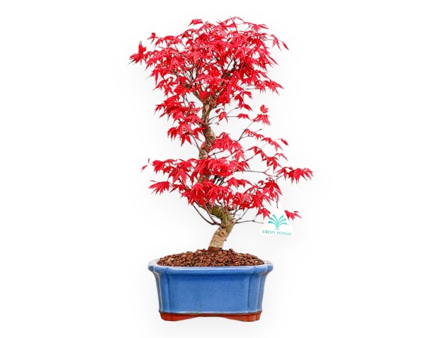 Acer Palmatum Deshojo - Arce - 40 cm
