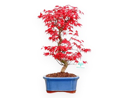 Acer Palmatum Deshojo - Ahorne - 40 cm