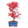 Acer Palmatum Deshojo - Acero - 40 cm