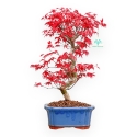 Acer Palmatum Deshojo - Acero - 40 cm