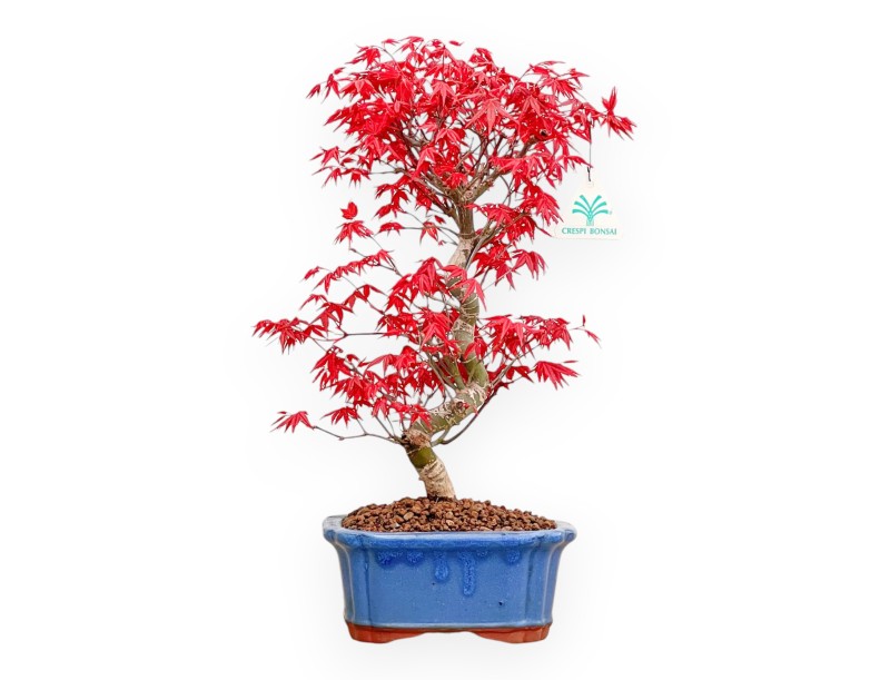 Acer Palmatum Deshojo - Maple - 40 cm