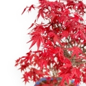 Acer Palmatum Deshojo - Acero - 40 cm