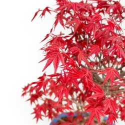 Acer Palmatum Deshojo - Acero - 40 cm