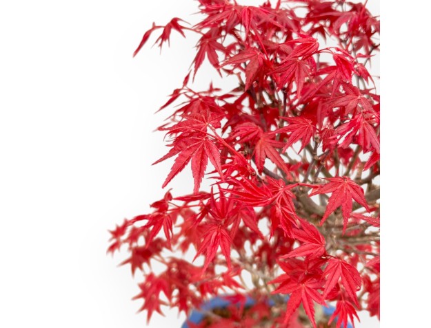 Acer Palmatum Deshojo - Ahorne - 40 cm 2