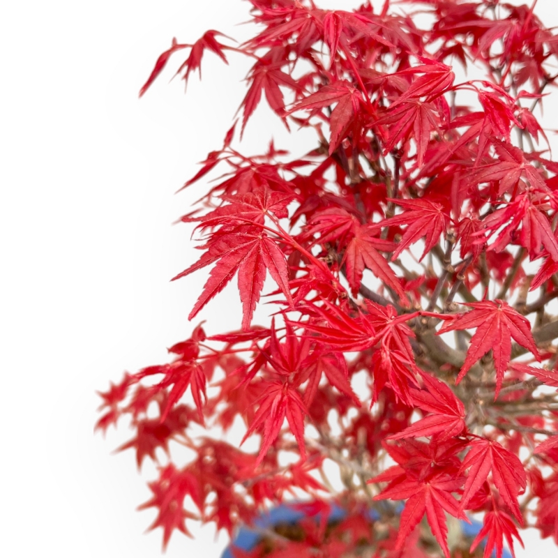 Acer Palmatum Deshojo - Acero - 40 cm