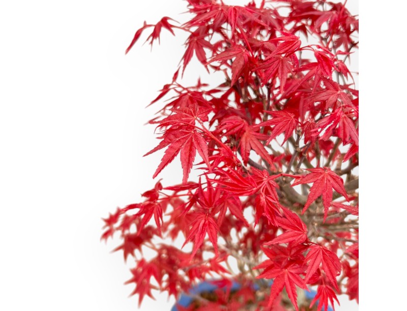 Acer Palmatum Deshojo - Ahorne - 40 cm