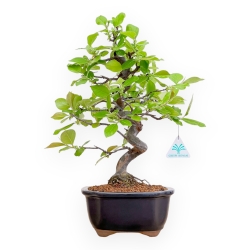 Pseudocydonia Chinensis - Apple Tree - 41 cm