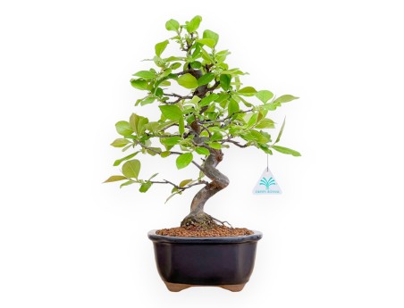 Pseudocydonia Chinensis - Apple Tree - 41 cm