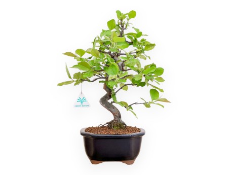 Pseudocydonia Chinensis - Cognassier - 41 cm
