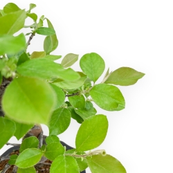 Pseudocydonia Chinensis - Apple Tree - 41 cm