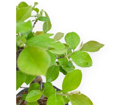 Pseudocydonia Chinensis - Apple Tree - 41 cm